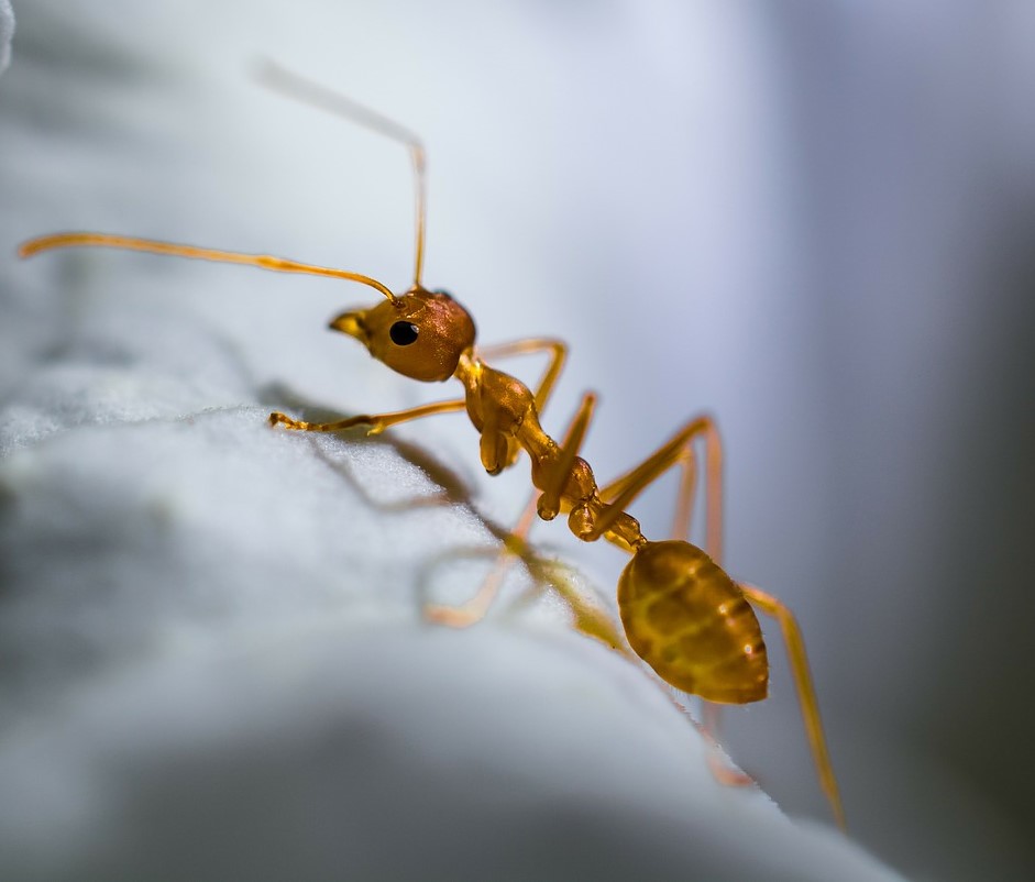 Image of ant. Ant pest control.