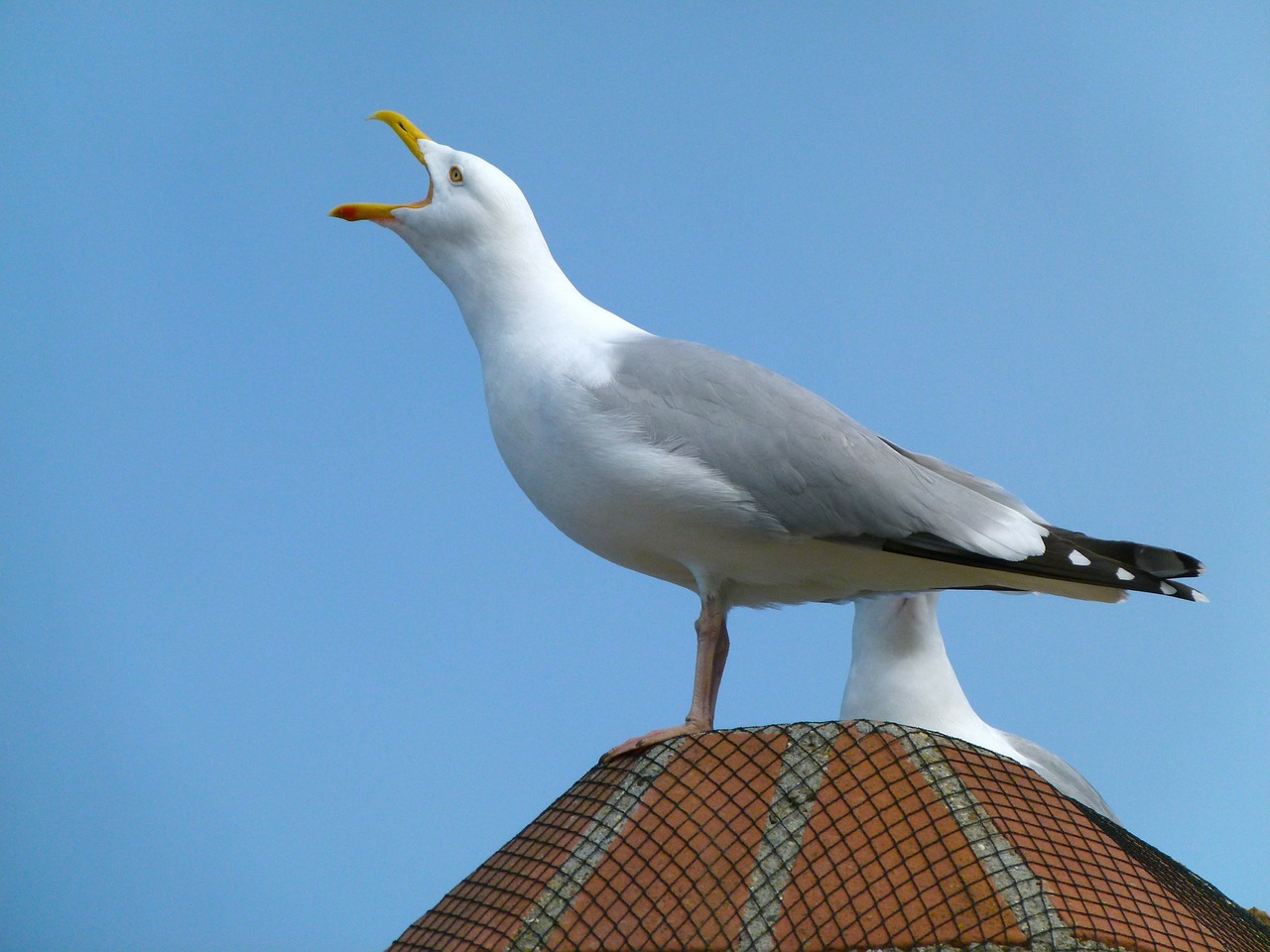 Image of bird on roof. Bird pest control.