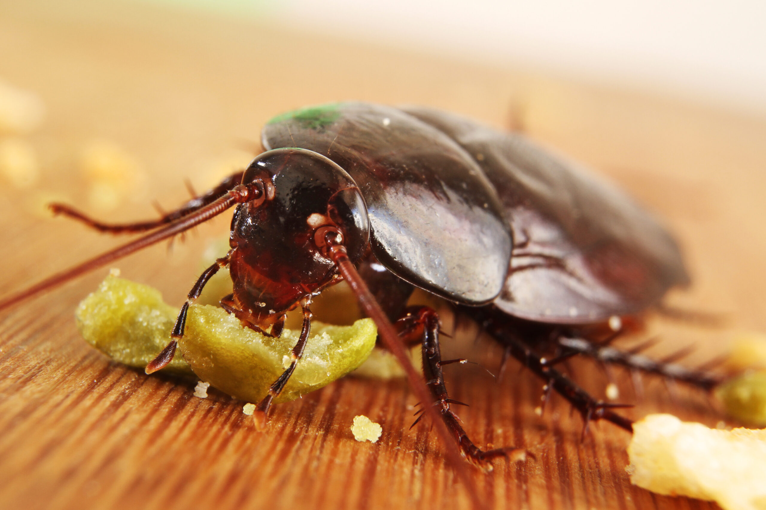 Image of cockroach eating food. Cockroach pest control.