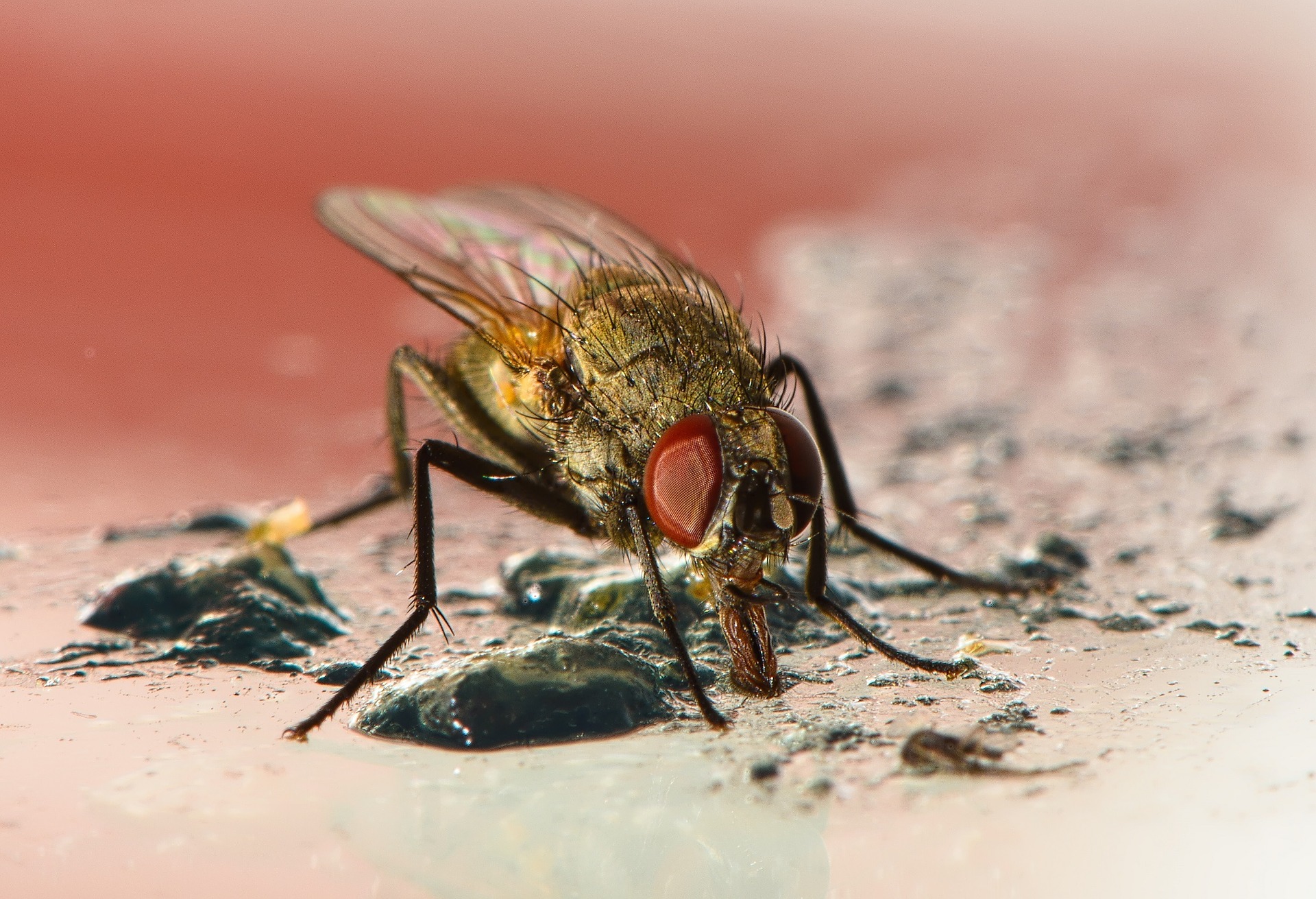 Image of fly. Fly pest control.