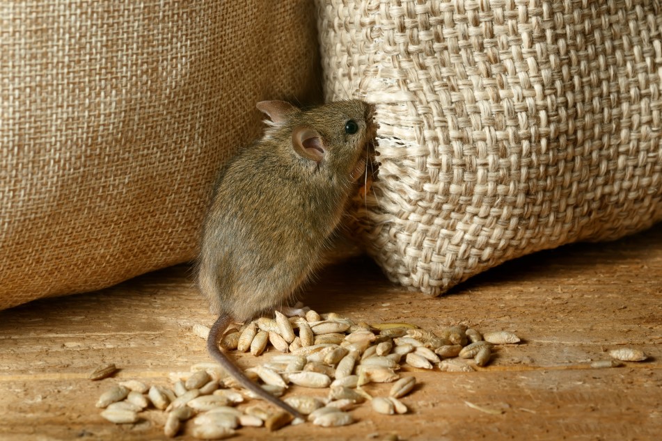 Image of rodent eating grain. Pest control.