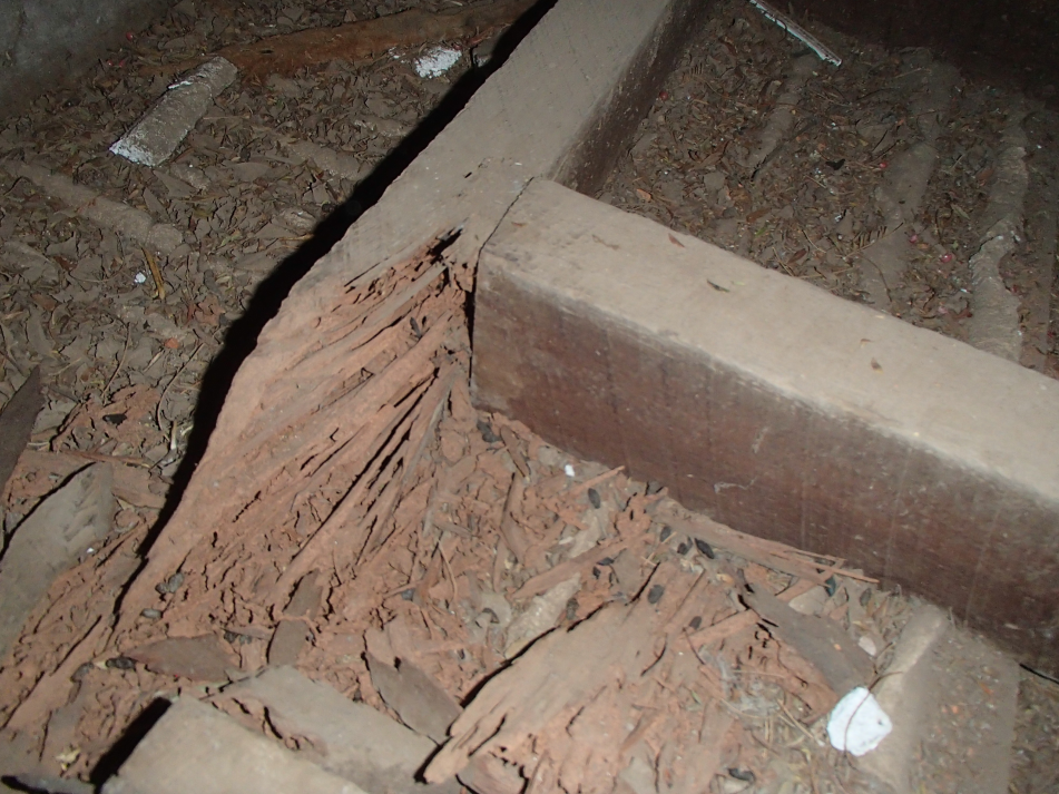 Termite damage, termite pest inspection