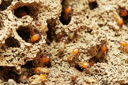 Image of termite activity. Termite pest control.